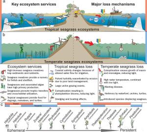 seagrass ecosystem services - major loss mechs