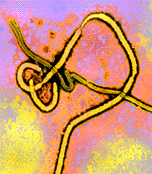 Ebola_2_thumb_colorized